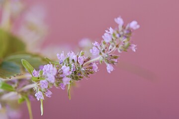 Fototapeta na wymiar flowers of the medicinal plant oregano vulgaris on a pink background. copy space