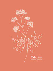 Hand drawn branch of Valerian. Herbal with Latin Name Valeriana Officinalis.