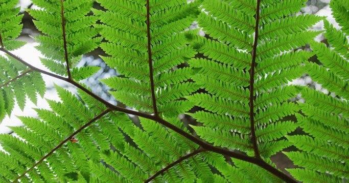 Close up of leaves on tree in garden