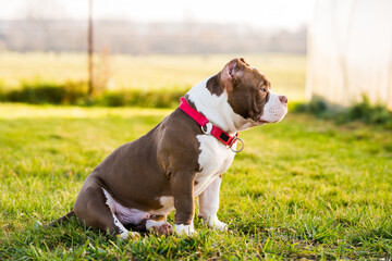 Chocolate color American Bully male dog is on green grass