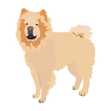 Cream chow chow dog breed. Cute pet dog animal, vector illustration