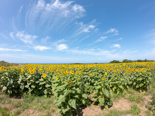 Large yellow sunflowers bloomed on a farm field in summer at Carreco, Viana do Castelo, Portugal. Agricultural industry, production of sunflower oil and honey.