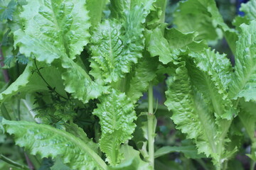 green leaves of lettuce plants, greens growing in a greenhouse background