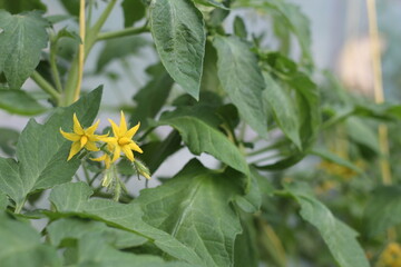 flowering stems of the tomato plant, tomato seedlings in the greenhouse