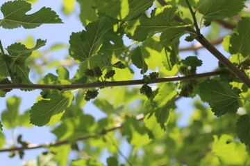 mulberry fruits, mulberries on a tree with green leaves
