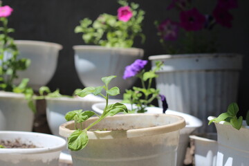 pots with blooming petunia flowers, a shop for gardeners
