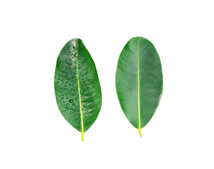 green leaves isolated on a white background