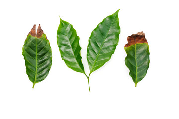 Fresh Green Coffee Leaves Isolated on White Background