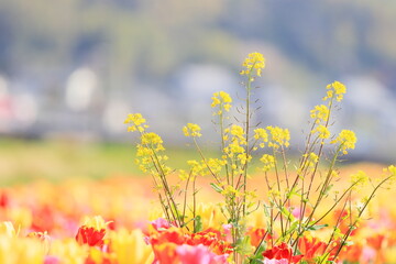 Fototapeta premium 菜の花とチューリップ畑