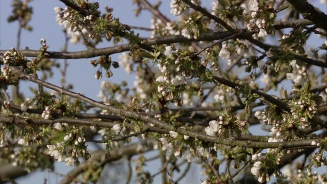 blue tit on a tree with blossoms