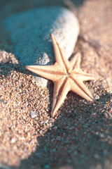 Starfish on the beach during sunny, summer day