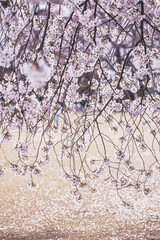 Spring Cherry blossoms in Tokyo, Japan