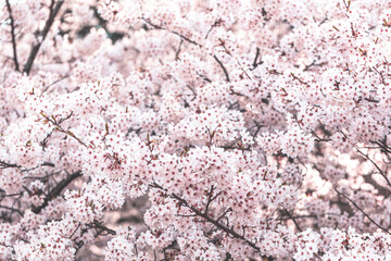Spring cherry blossom in Japan. Blooming season for cherry blossom. 