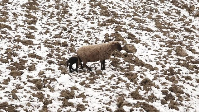 A mother sheep is leading her cub on the plowed snowy field, towards the edible grass that is covered by the snow.