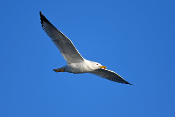 Mittelmeermöwe // Yellow-legged gull (Larus michahellis) - Axios Delta, Griechenland