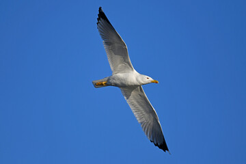 Fototapeta na wymiar Yellow-legged gull // Mittelmeermöwe (Larus michahellis) - Axios Delta, Greece