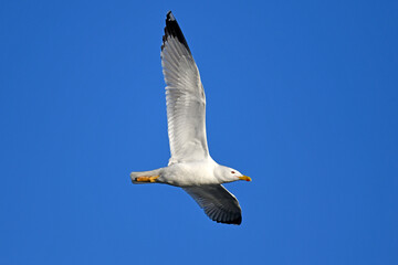 Yellow-legged gull // Mittelmeermöwe (Larus michahellis) - Axios Delta, Greece