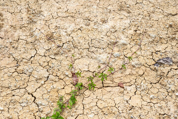 cracked earth texture