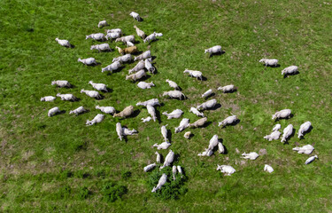 a herd of cows on pastures seen from above