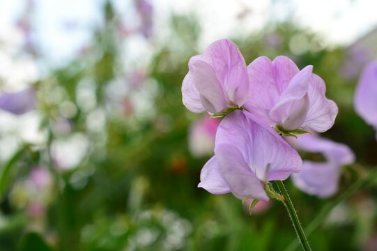 レンリソウ属 Images Browse 36 Stock Photos, Vectors, and Video Adobe Stock