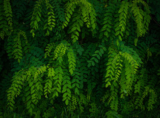 Fototapeta na wymiar Green acacia leaves background
