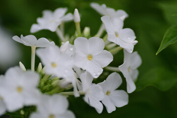 クサキョウチクトウの白い花（埼玉県/7月）