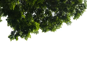 Dekokissen Green tree branch isolated on white background © watink