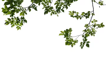 Foto op Canvas Green tree branch isolated on white background © watink
