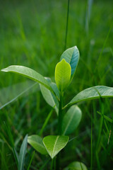 green fresh small tree closeup with sunlight shaded