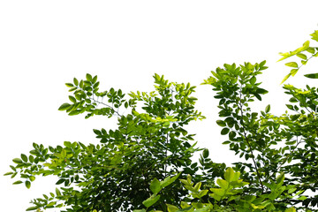 Green tree branch isolated on white background