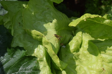 Wespe sitzt auf einem Kopfsalat