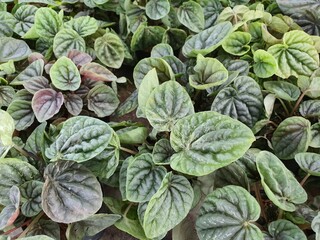 Peperomia Caperata or peperomia is a heart-shaped, thick convex green leafy shrub. It is commonly grown as an ornamental plant for air purification.