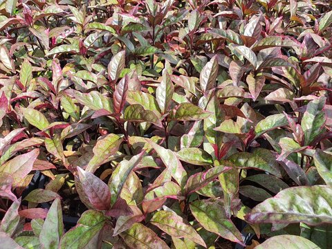 Graptophyllum pictum a small, canopy-shaped perennial plant with greenish-purple, white, purple, and pink leaves, mixed all over the leaves, and a short bouquet of flowers.