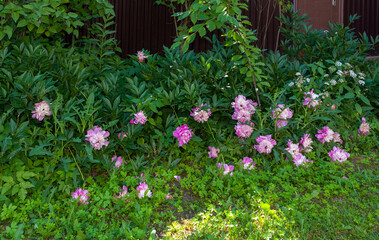 Fototapeta na wymiar Peony flowers grow near the fence on the lawn