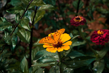 Fototapeta na wymiar Butterfly pollinating a flower