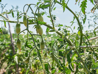 Fototapeta premium Green unripe tomatoes grow and ripen in the garden. Growing tomatoes.