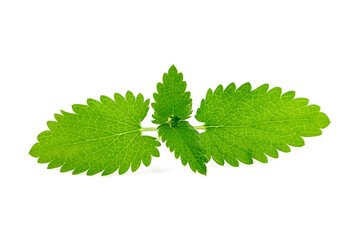 Fresh melissa leaves isolated on white background. Green melissa herb