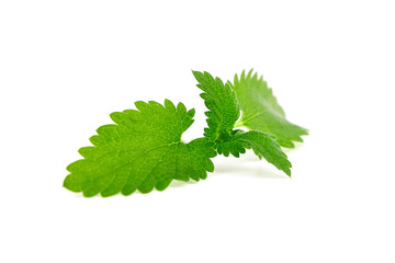 Fresh melissa leaves isolated on white background. Green melissa herb