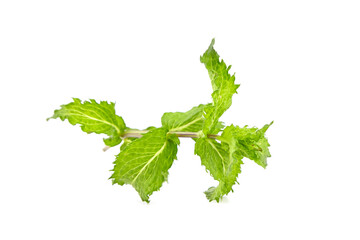 Curly mint leaves isolated on white background. Fresh green mint