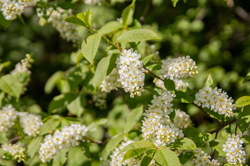 Blooming apple tree. White flowers on a tree branch. A sunny summer day.