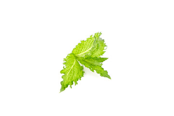 Fresh mint leaves isolated on white background. Green curly mint