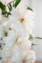 Fototapeta na wymiar White Peony Flowers