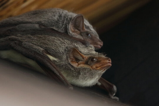 Mauritius-Grabfledermaus / Mauritian Tomb Bat / Taphozous Mauritianus