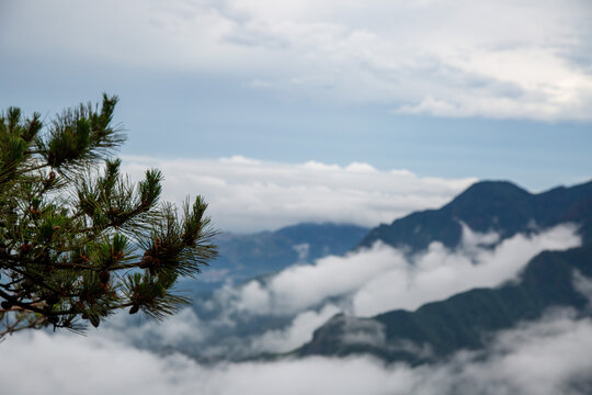 Pine needles in the foreground and misty mountain in the background.