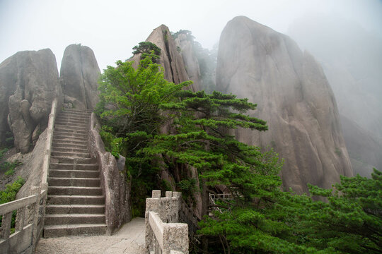 Stone steps and pine trees in the fog