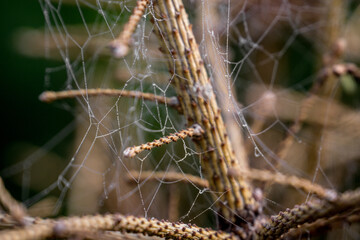 Drops on the plants in Carpathian forest