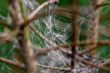 Drops on the plants in Carpathian forest