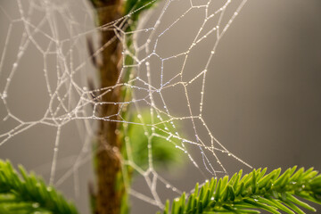 Drops on the plants in Carpathian forest