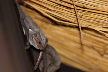 Mauritius-Grabfledermaus / Mauritian tomb bat / Taphozous mauritianus