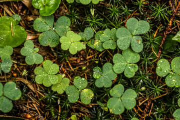 Drops on the plants in Carpathian forest